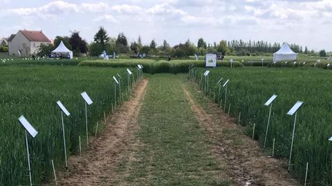 Le programme de désherbage « 4D » se nomme dorénavant « Terre de progrès ». Il comporte 4 règles, dont l’accompagnement des agriculteurs sur les enjeux de l’eau et de l’environnement. © SYNGENTA